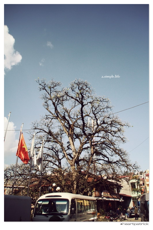 heartpatrick vietnam sapa