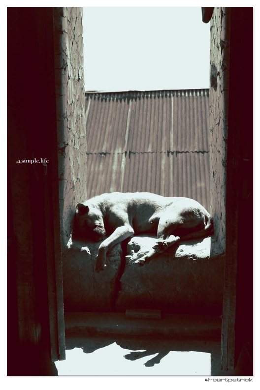 heartpatrick vietnam sapa