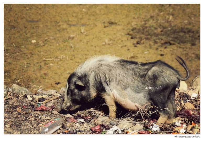 heartpatrick vietnam sapa