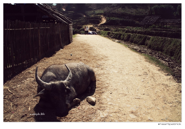 heartpatrick vietnam sapa