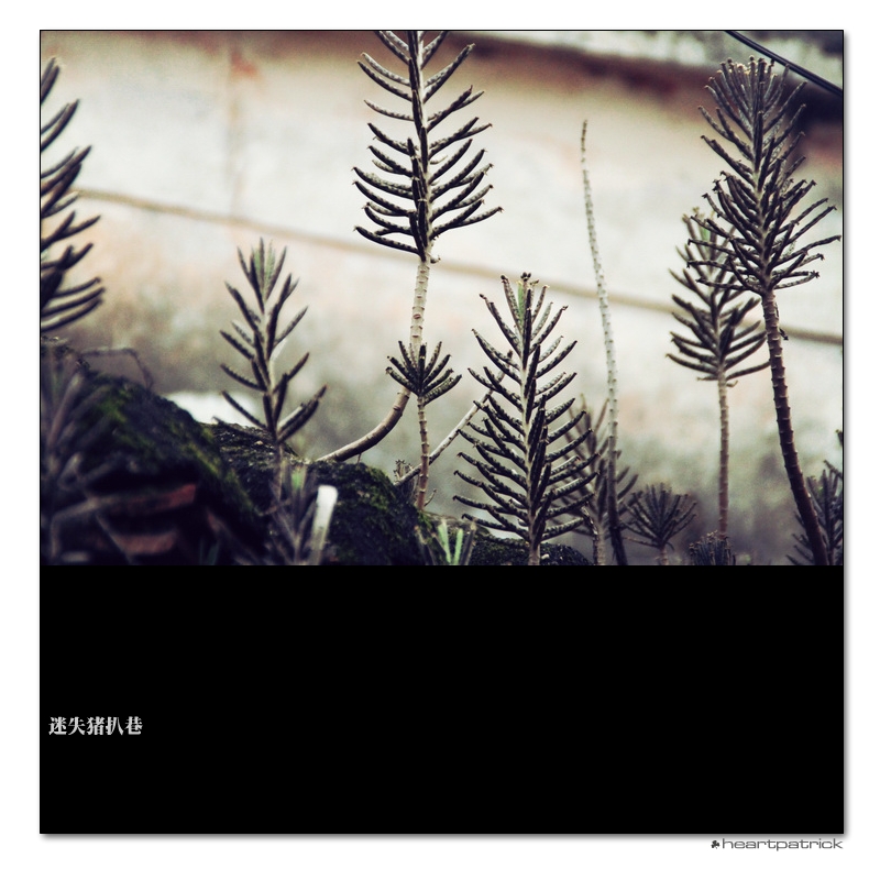 heartpatrick macau street photography