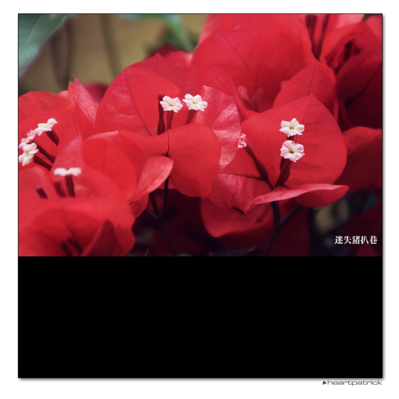 heartpatrick macau street photography