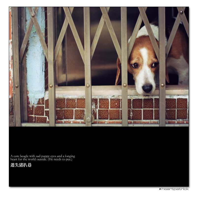 heartpatrick macau street photography