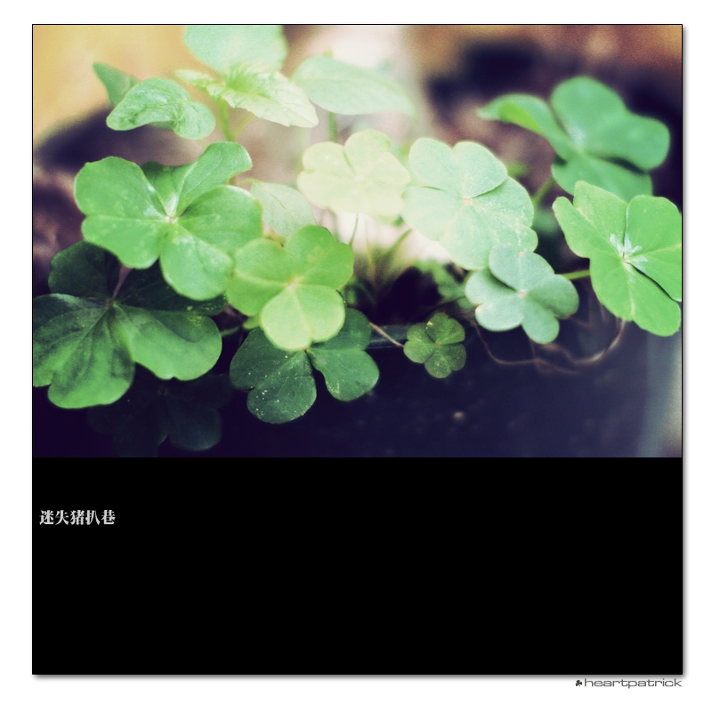 heartpatrick macau street photography