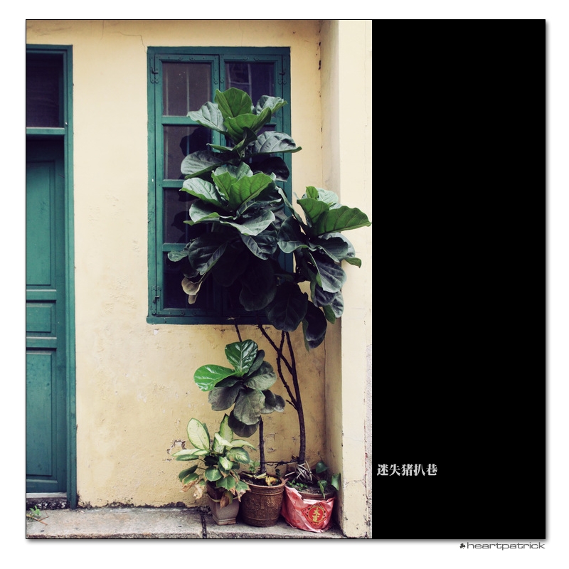 heartpatrick macau street photography