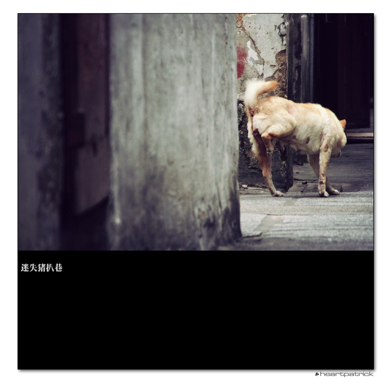 heartpatrick macau street photography