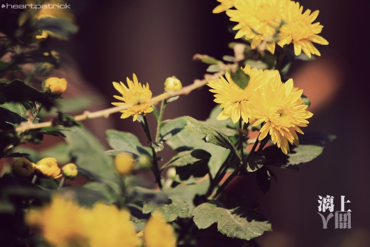 heartpatrick guilin china street photojournalism