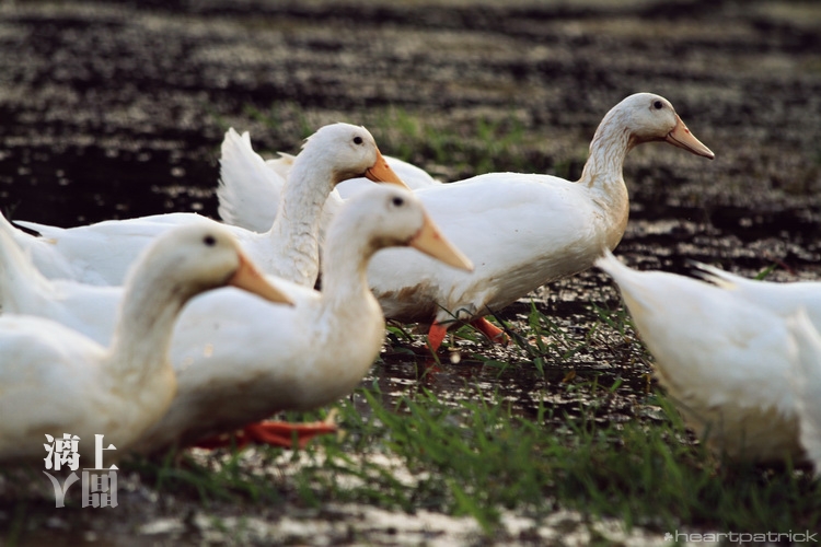 heartpatrick guilin china street photojournalism