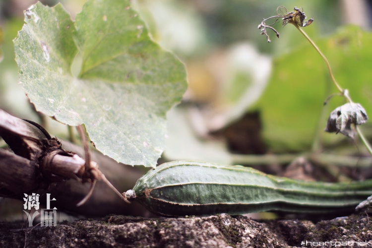 heartpatrick guilin china street photojournalism
