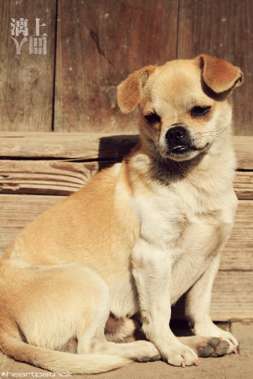 heartpatrick guilin china street photojournalism