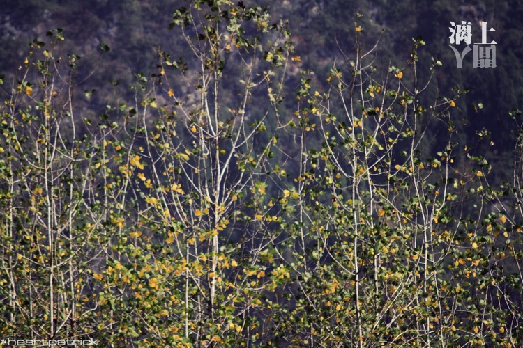 heartpatrick guilin china street photojournalism