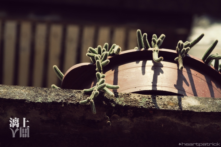 heartpatrick guilin china street photojournalism