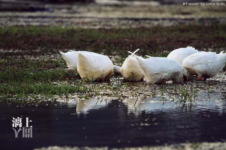 heartpatrick guilin china street photojournalism