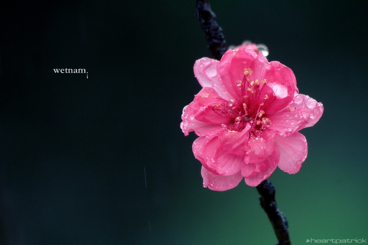 heartpatrick central vietnam hue hoi an myson danang