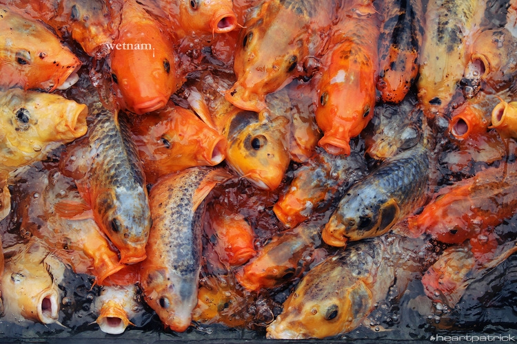 heartpatrick central vietnam hue hoi an myson danang