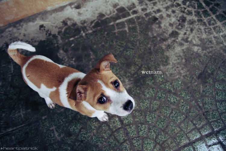 heartpatrick central vietnam hue hoi an myson danang