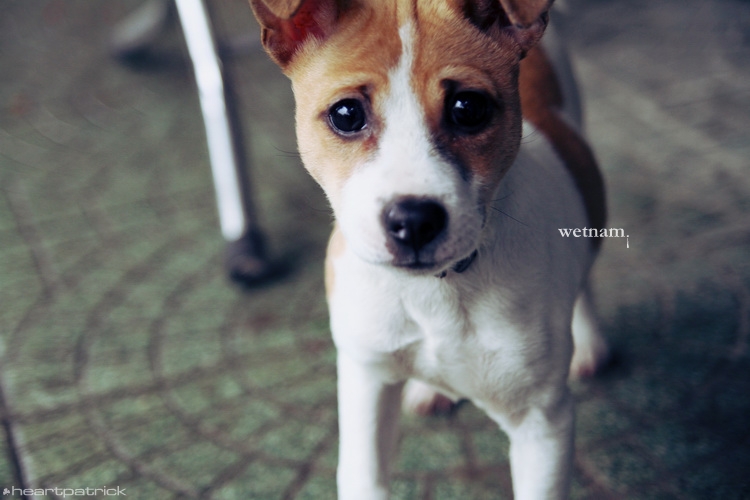 heartpatrick central vietnam hue hoi an myson danang