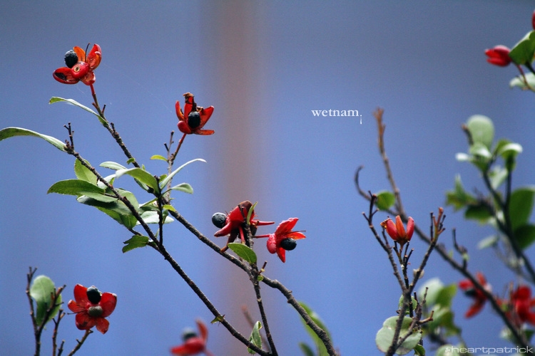 heartpatrick central vietnam hue hoi an myson danang