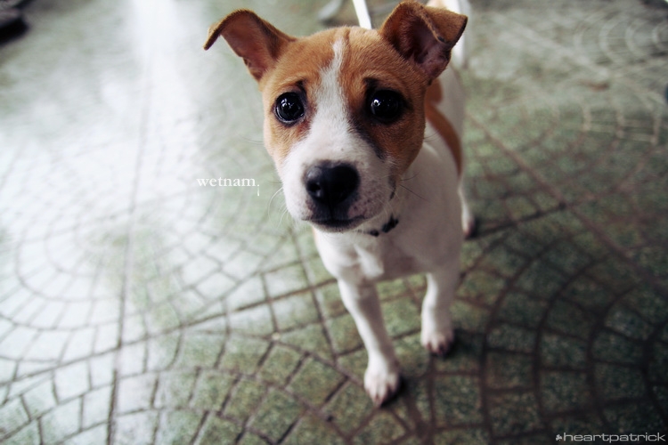 heartpatrick central vietnam hue hoi an myson danang