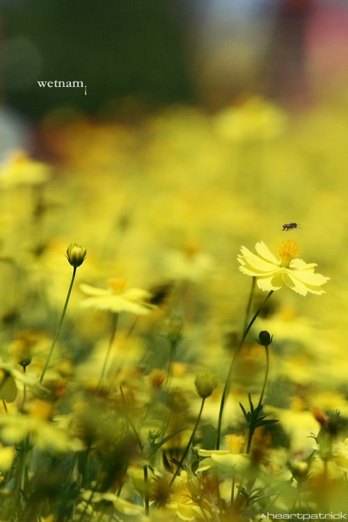 heartpatrick central vietnam hue hoi an myson danang