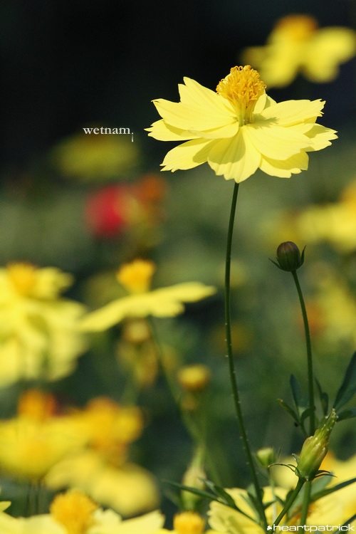 heartpatrick central vietnam hue hoi an myson danang