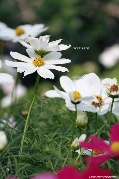 heartpatrick central vietnam hue hoi an myson danang