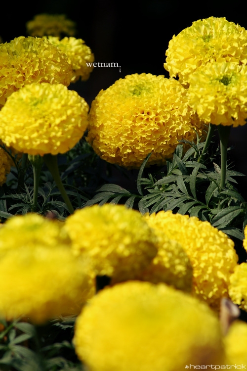 heartpatrick central vietnam hue hoi an myson danang