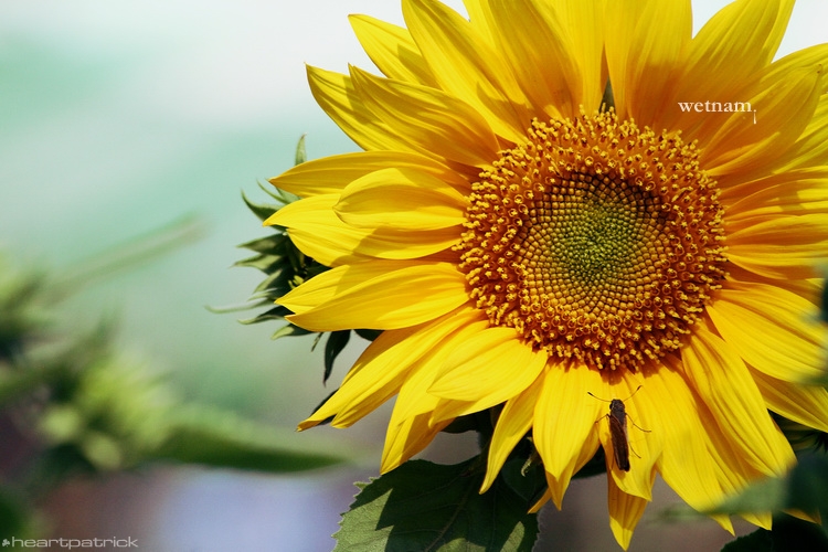 heartpatrick central vietnam hue hoi an myson danang