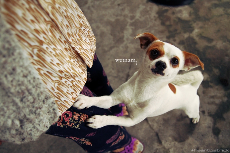 heartpatrick central vietnam hue hoi an myson danang