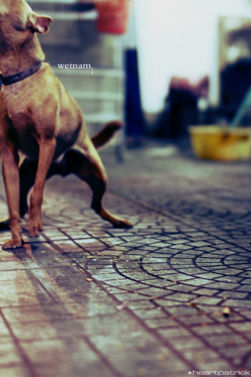 heartpatrick central vietnam hue hoi an myson danang