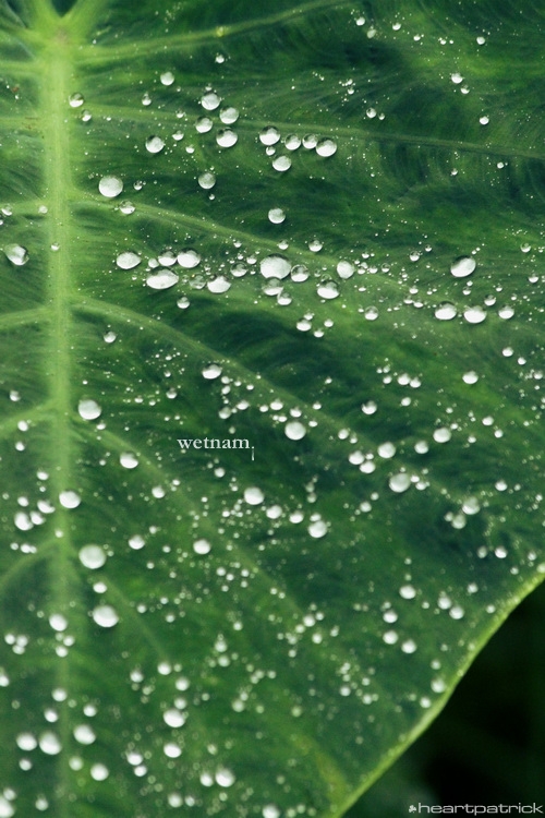 heartpatrick central vietnam hue hoi an myson danang