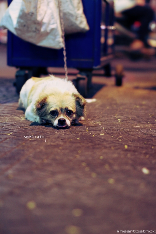 heartpatrick central vietnam hue hoi an myson danang