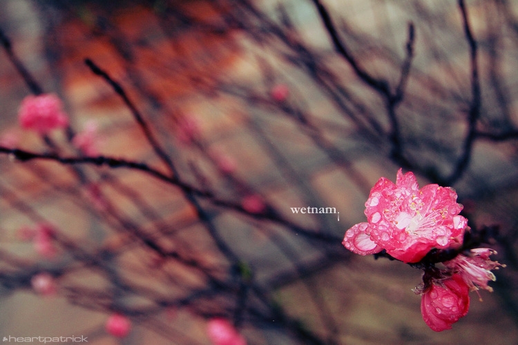 heartpatrick central vietnam hue hoi an myson danang