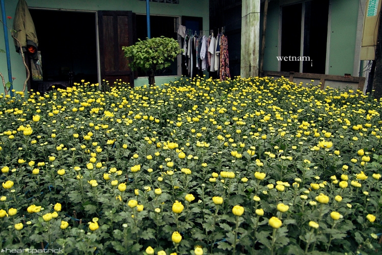 heartpatrick central vietnam hue hoi an myson danang