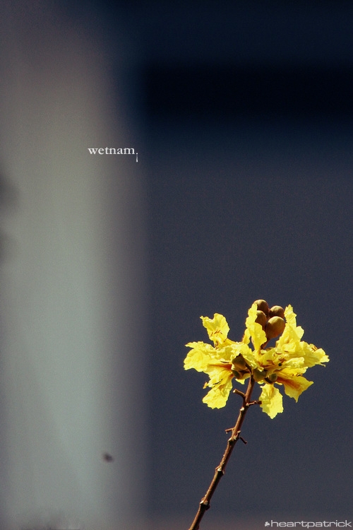 heartpatrick central vietnam hue hoi an myson danang