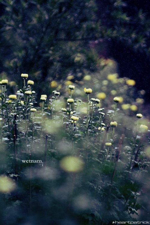 heartpatrick central vietnam hue hoi an myson danang