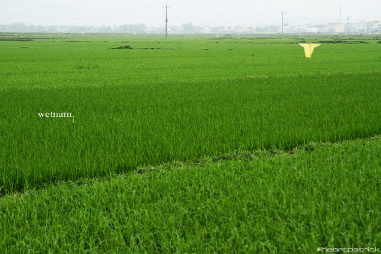 heartpatrick central vietnam hue hoi an myson danang