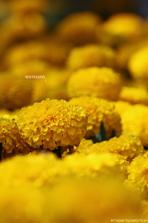 heartpatrick central vietnam hue hoi an myson danang