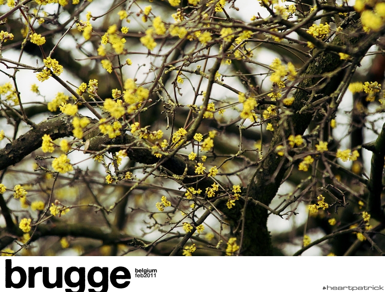 heartpatrick belgium brugge