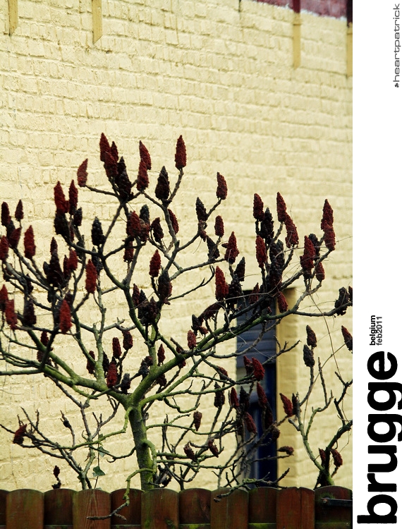 heartpatrick belgium brugge