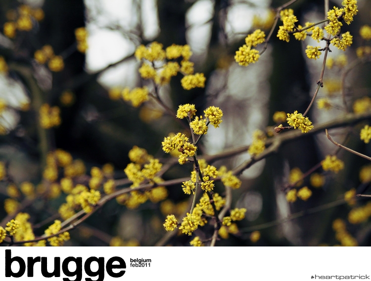 heartpatrick belgium brugge