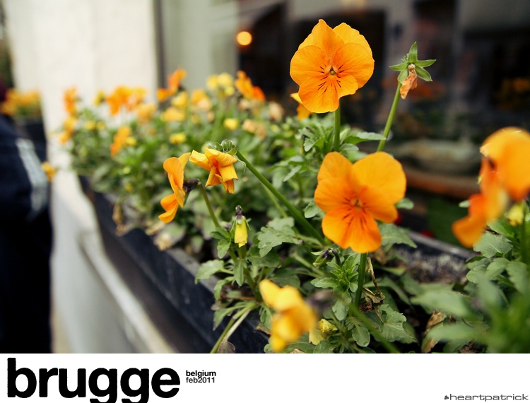 heartpatrick belgium brugge