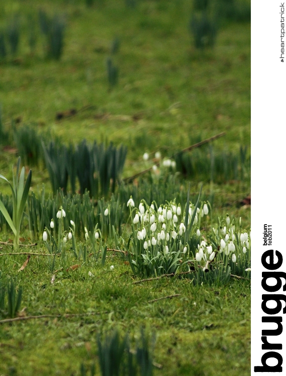 heartpatrick belgium brugge