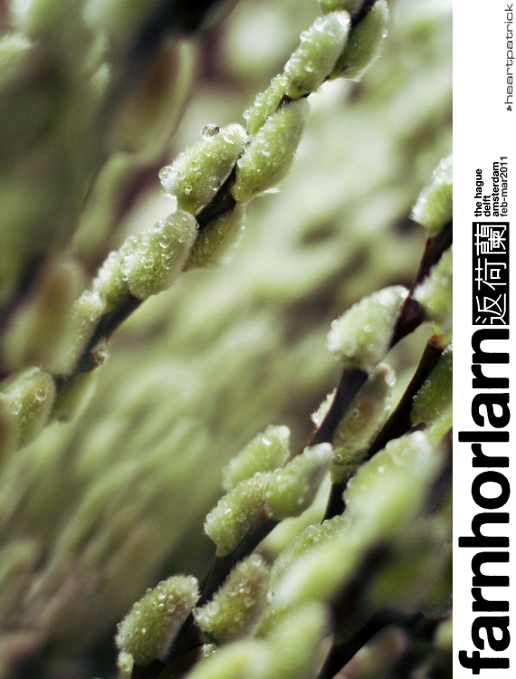 heartpatrick netherlands amsterdam hague delft