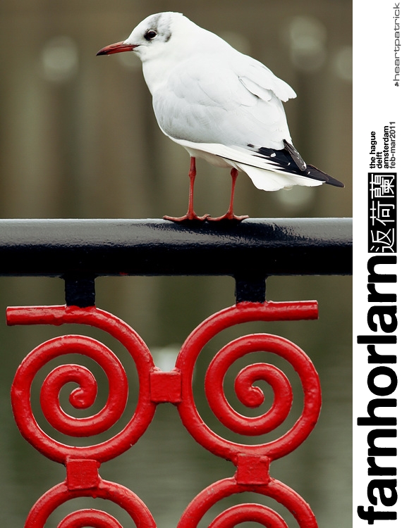 heartpatrick netherlands amsterdam hague delft