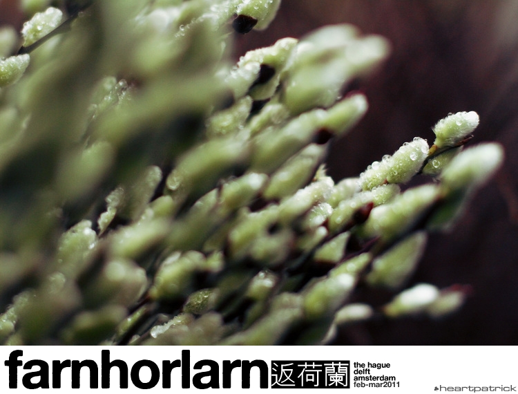 heartpatrick netherlands amsterdam hague delft