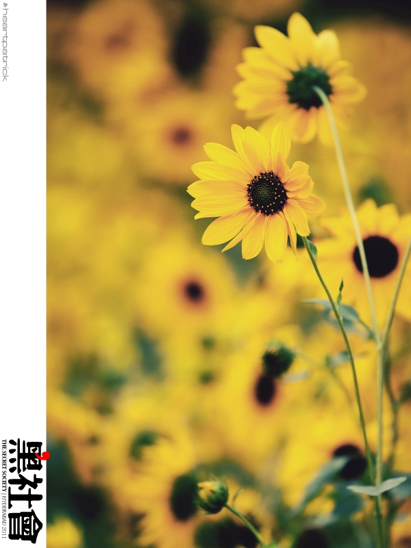 heartpatrick India Hyderabad street photography