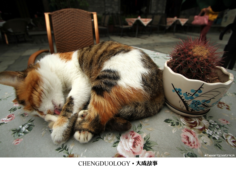 heartpatrick china chengdu