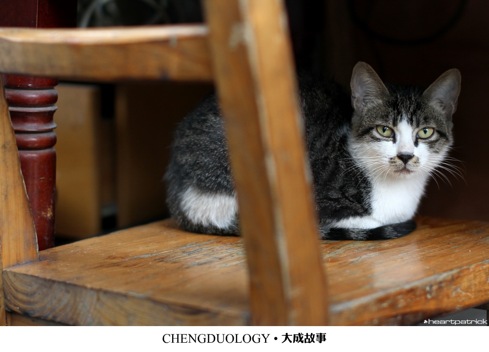 heartpatrick china chengdu