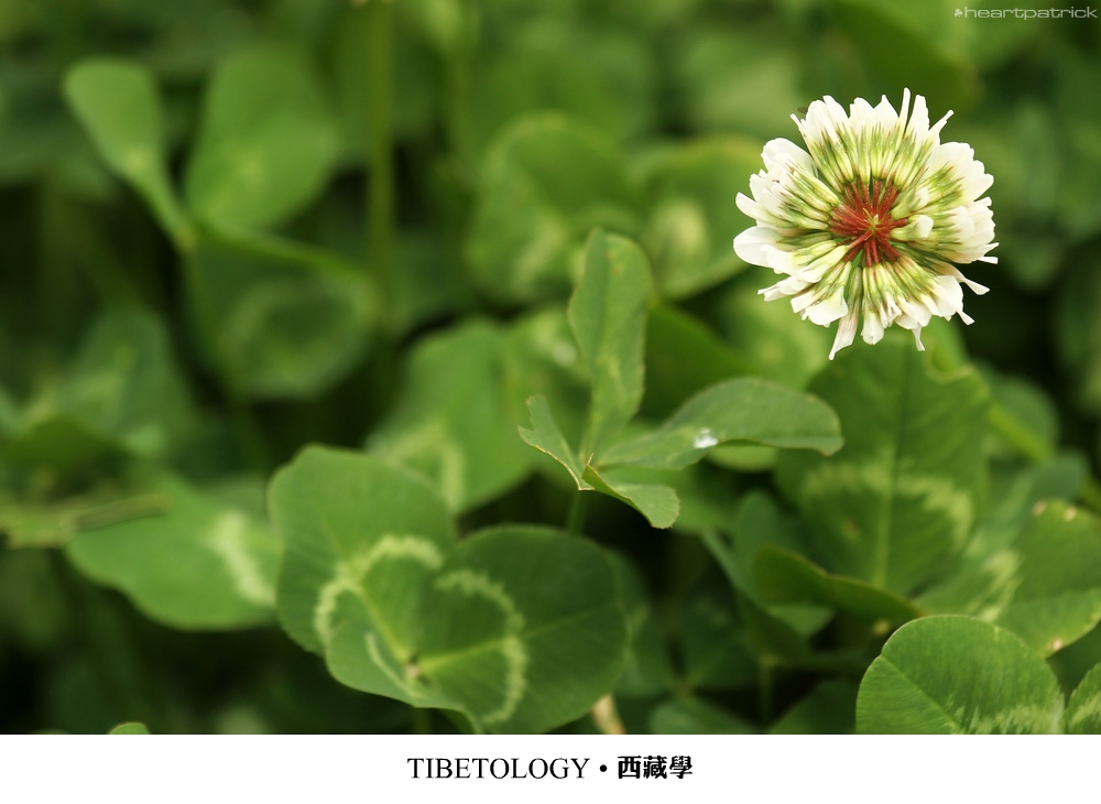 heartpatrick tibet china autumn